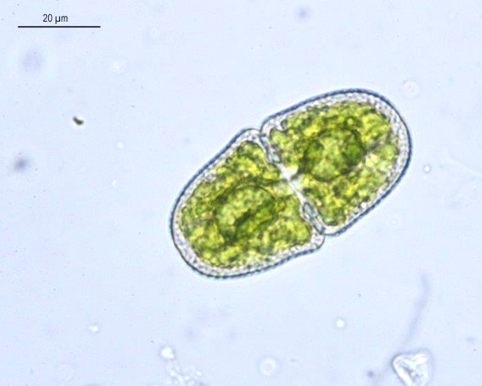 Cosmarium hostensiense